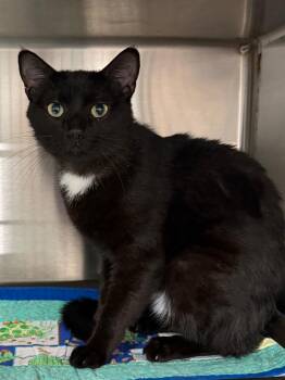 Howard 26 -  Domestic Short Hair Cat for Adoption in Brookhaven, Mississippi - Howard 26 | PetCurious