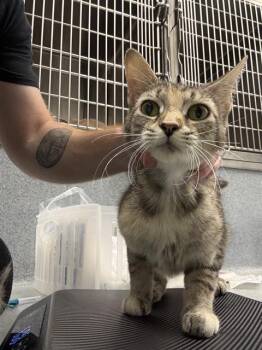 ZUCCHINI -  Domestic Short Hair Cat for Adoption in Indianapolis, Indiana - ZUCCHINI | PetCurious