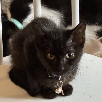 Chaka -  Lykoi and Domestic Long Hair Cat for Adoption in Houston, Texas - Chaka | PetCurious