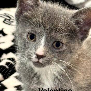 Domestic Short Hair Cats Available for Adoption in Kenosha, Wisconsin - Valentino | PetCurious