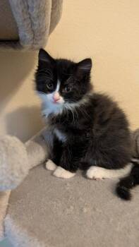 Bear Claw **Adopted** -  Domestic Short Hair Cat for Adoption in Alafaya, Florida - Bear Claw **Adopted** | PetCurious