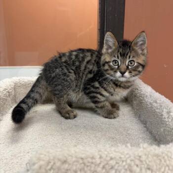 Boombox -  Domestic Short Hair Cat for Adoption in Detroit Lakes, Minnesota - Boombox | PetCurious