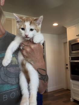 Rusty -  Domestic Medium Hair and Tabby Cat for Adoption in Visalia, California - Rusty | PetCurious