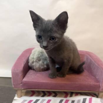 Domestic Short Hair Cats Available for Adoption in Springfield, Missouri - Mocha And Mini Muffin | PetCurious