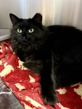 Rescue Domestic Long Hair Cats for Adoption in Exeter, Rhode Island - Rebecca | PetCurious