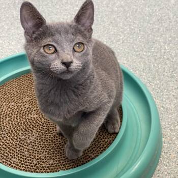 Violet -  Domestic Short Hair Cat for Adoption in Charles Town, West Virginia - Violet | PetCurious