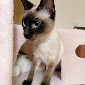 Iris -  Siamese Cat for Adoption in Gun Barrel City, Texas - Iris | PetCurious