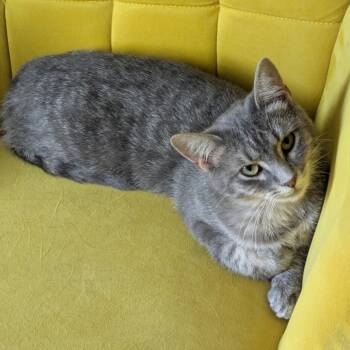 Rescue Domestic Short Hair Cats for Adoption in Bloomington, Illinois - Nessa Rose | PetCurious