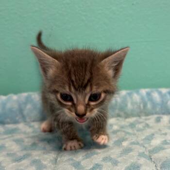Sage -  Domestic Short Hair Cat for Adoption in Lake Jackson, Texas - Sage | PetCurious