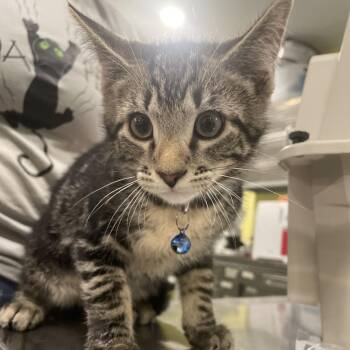 Mustard -  Domestic Short Hair Cat for Adoption in West Des Moines, Iowa - Mustard | PetCurious