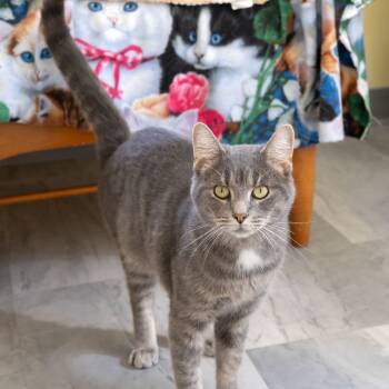 Rescue Domestic Short Hair Cats for Adoption in Mckean, Pennsylvania - Weebles | PetCurious