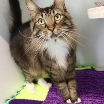 Building Blocks -  Domestic Short Hair and Domestic Long Hair Cat for Adoption in Dearborn, Michigan - Building Blocks | PetCurious