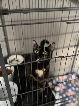 Domestic Short Hair Cats Available for Adoption in Tyrone, Pennsylvania - Tort | PetCurious