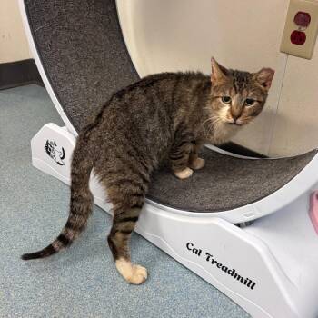 Domestic Short Hair Cats Available for Adoption in Austin, Texas - Houston | PetCurious