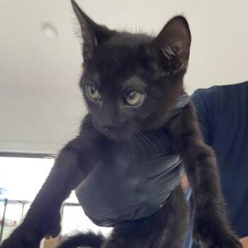 Blaze -  Domestic Short Hair Cat for Adoption in Chapel Hill, North Carolina - Blaze | PetCurious