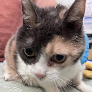 Domestic Short Hair Cats Available for Adoption - WAKAME | PetCurious