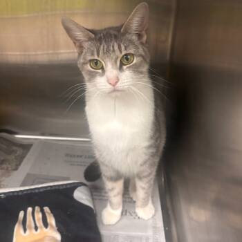 Rescue Domestic Short Hair Cats for Adoption in Belleville, Illinois - Lady Marmalade | PetCurious