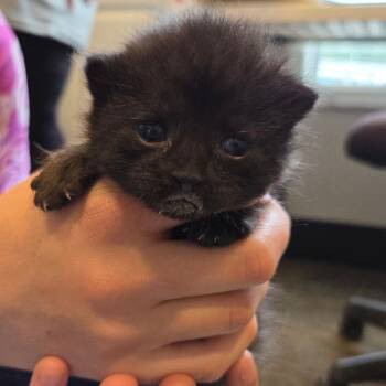 Prada -  Domestic Medium Hair Cat Available for Adoption in St. Helena, California - Prada | PetCurious