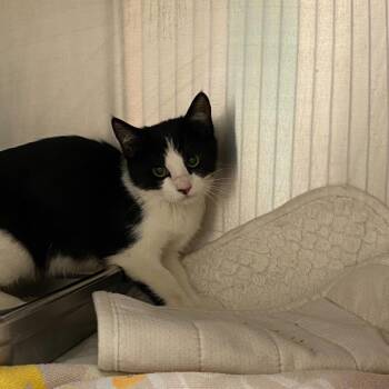 Hyvee Rotisserie Chicken -  Domestic Short Hair Cat for Adoption in Davenport, Iowa - Hyvee Rotisserie Chicken | PetCurious