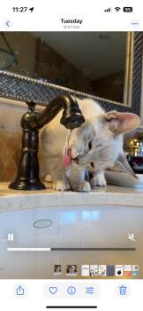 Rescue Siamese and Domestic Short Hair Cats for Adoption in Cottonwood Heights, Utah - Honey Honey | PetCurious