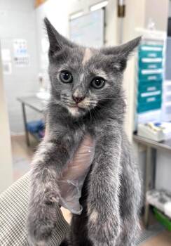 Apple Bloom -  Domestic Short Hair Cat for Adoption in Cincinnati, Ohio - Apple Bloom | PetCurious