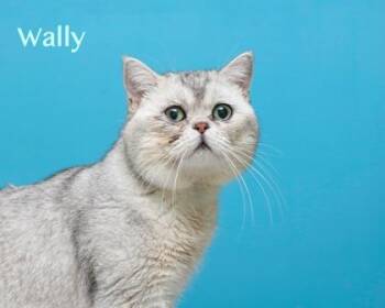 Domestic Short Hair and British Shorthair Cats Available for Adoption in Parma, Ohio - Wally | PetCurious