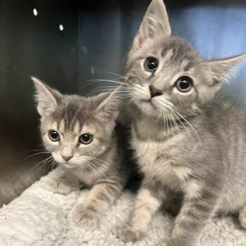 Crusty -  Domestic Short Hair Cat for Adoption in Dayton, Ohio - Crusty | PetCurious