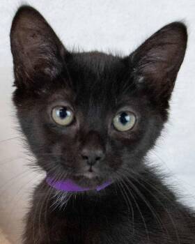 Topanga -  Domestic Short Hair Cat for Adoption in Kennesaw, Georgia - Topanga | PetCurious