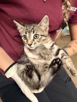 Domestic Short Hair Cats Available for Adoption in Fort Walton Beach, Florida - INUMAKI | PetCurious
