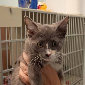Starbuck -  Domestic Short Hair Cat for Adoption in Show Low, Arizona - Starbuck | PetCurious