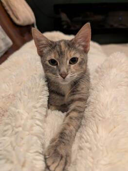 Buffy the Mouse Slayer -  Domestic Short Hair Cat for Adoption in Overland Park, Kansas - Buffy The Mouse Slayer | PetCurious