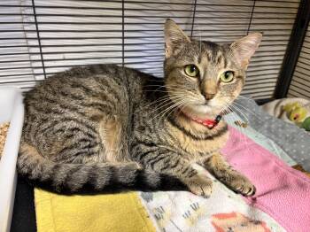 Domestic Short Hair Cats Available for Adoption in Cortland, New York - Storm | PetCurious