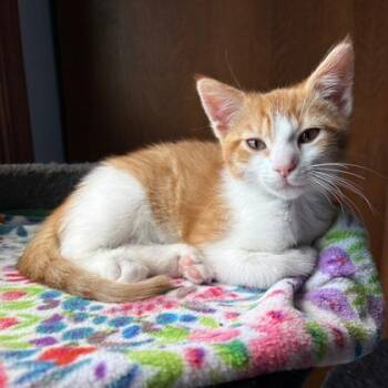 Butterscotch -  Domestic Short Hair Cat for Adoption in Wheaton, Illinois - Butterscotch | PetCurious