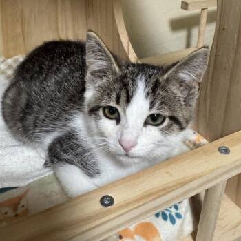 Linda -  Domestic Short Hair Cat for Adoption in Richland, Michigan - Linda | PetCurious