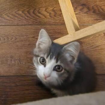 Toby -  Domestic Short Hair Cat for Adoption in Fulton, Missouri - Toby | PetCurious