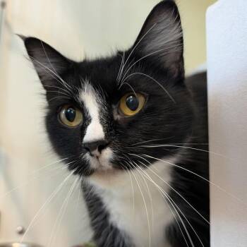 Fanta -  Domestic Short Hair Cat for Adoption in Des Moines, Iowa - Fanta | PetCurious