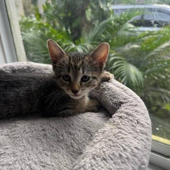 Oliver -  Domestic Short Hair Cat for Adoption in Fort Lauderdale, Florida - Oliver | PetCurious