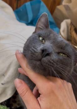 Smokeshow -  Russian Blue and Domestic Short Hair Cat for Adoption in Los Angeles, California - Smokeshow | PetCurious