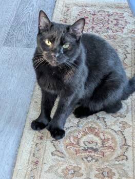 Polly -  Bombay Cat for Adoption in Cedars, Pennsylvania - Polly | PetCurious