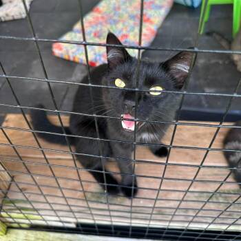 Pepper -  Domestic Short Hair Cat for Adoption in Leechburg, Pennsylvania - Pepper | PetCurious