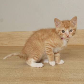 Domestic Short Hair Cats Available for Adoption in Minnetonka, Minnesota - Tinos C68492 | PetCurious
