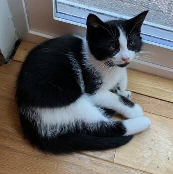 SPUNK -  Domestic Short Hair Cat for Adoption in Kent, Washington - SPUNK | PetCurious