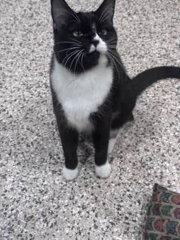 Domestic Short Hair Cats Available for Adoption in Grand Forks, North Dakota - SISTER JULIENNE | PetCurious