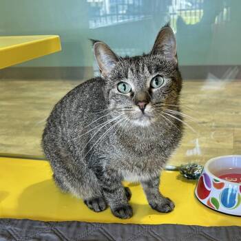 Blossom -  Domestic Short Hair Cat for Adoption in Abilene, Texas - Blossom | PetCurious