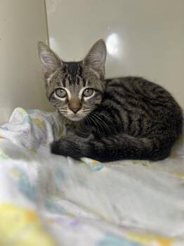 George Jones -  Domestic Short Hair Cat for Adoption in Hammond, Louisiana - George Jones | PetCurious