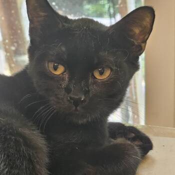 Dragonfly -  Domestic Short Hair Cat for Adoption in Richmond, Virginia - Dragonfly | PetCurious