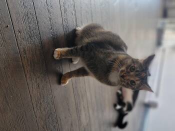Minnie -  Domestic Short Hair Cat for Adoption in Fertile, Minnesota - Minnie | PetCurious