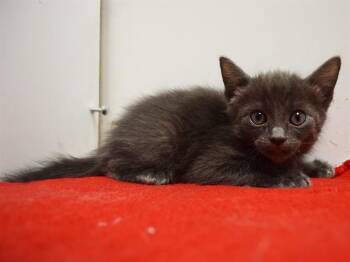 PRIYA -  Domestic Short Hair Cat for Adoption in Sacramento, California - PRIYA | PetCurious