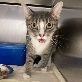 Smokey -  Domestic Short Hair Cat for Adoption in Blue Ridge, Georgia - Smokey | PetCurious