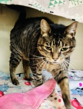 Bambi -  Domestic Short Hair Cat for Adoption in Arlington, Washington - Bambi | PetCurious
